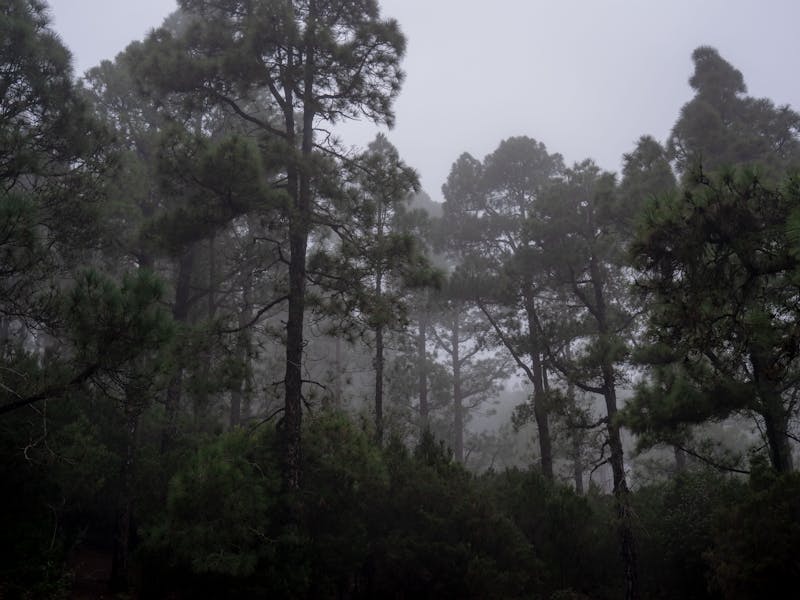 Coorg Nature Retreat